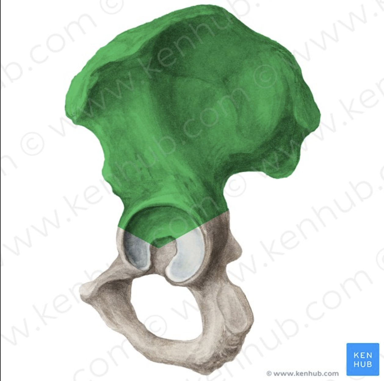 <p>Ilium</p>