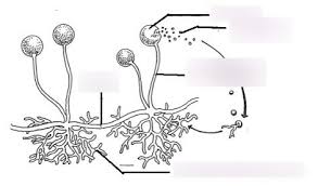 <p>Zygospores</p>
