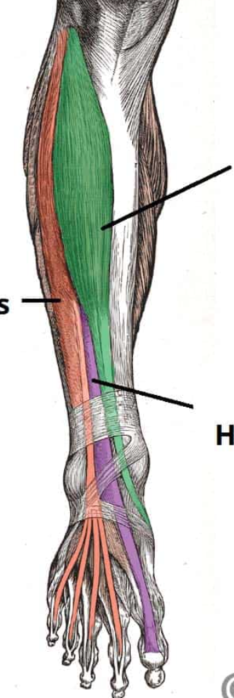<p>What are the four muscles of the anterior compartment of the leg?</p>