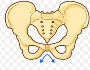 <ul><li><p>general shape: wider, more shallow, more flared, pelvic inlet rounder</p></li><li><p>larger or wide angle of pubic arch (>90<sup>o</sup>) -obtuse angle</p></li><li><p>shape of inlet is larger</p></li><li><p>ischial spines have less of a protrusion into pelvic inlet</p></li></ul><p></p>