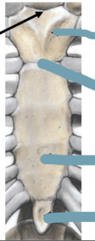 <p>Suprasternal Notch</p>