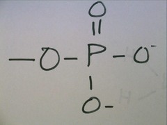 <p>Compound Name: Organic phosphate Ex: Adenosine Triphosphate: ALSO Contributes negative charge. when attached which leads too and has the ability to react with h20 releasing energy</p>