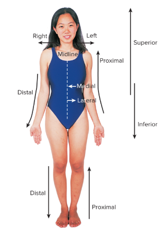 <p><strong>above</strong> the point of reference; towards the head end or upper part of a structure or the body.</p>
