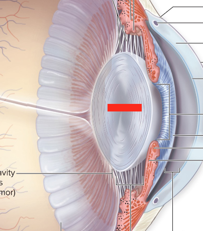 <p>divides the posterior and anterior cavities</p>