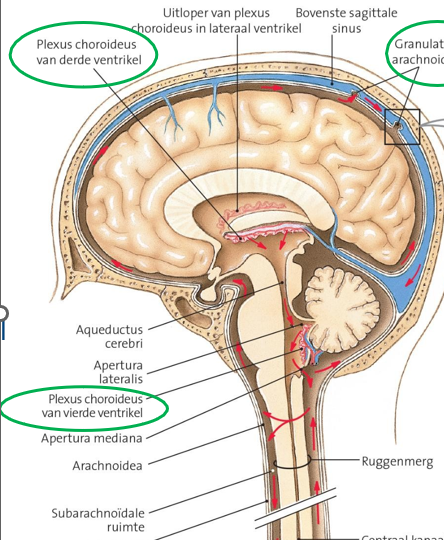 <p>onderdeel in 3e en een in 4e ventrikel </p><p>produceert hersenvocht </p><p>netwerk van bloedvaten </p>