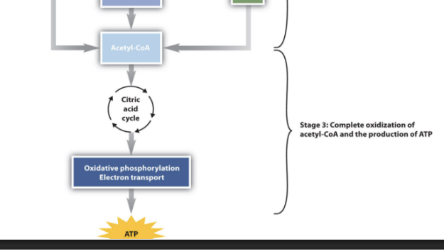 <p>This is when the Citric Acid Cycle and ETC occurs to produce massive aount of ATP </p>