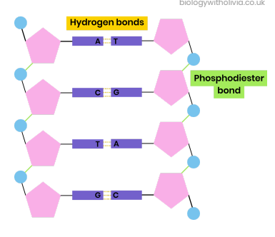 <p><strong>What holds the two polynucleotide chains together?</strong></p>
