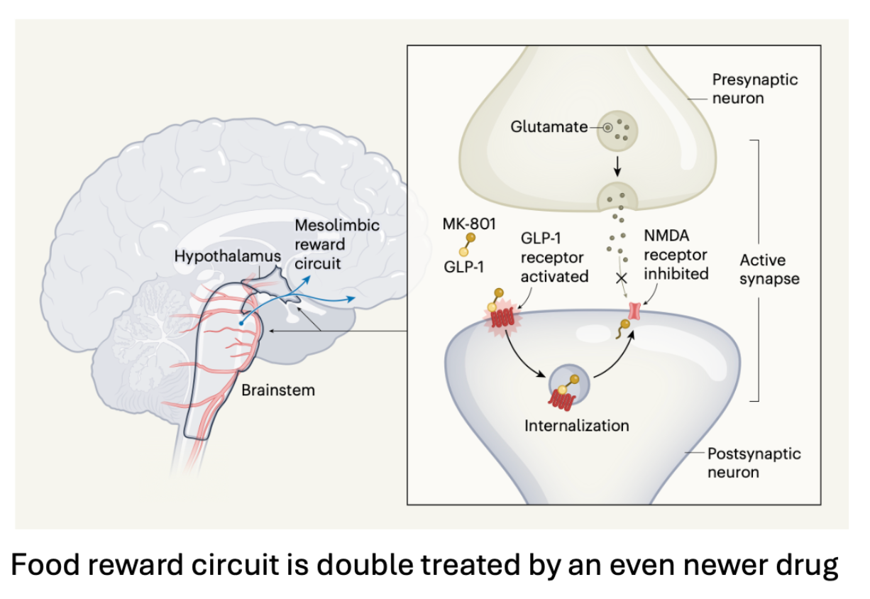 <p>Food reward circuit is double treated by an even newer drug.</p><p></p><p>This diagram shows how GLP-1 receptors that bind a treatment which combines GLP-1 and a molecule that inhibits activation by glutamate (a neurotransmitter) activation of neurons involved in the reward circuitry that responds to nutrient uptake. This inhibition is accomplished by stopping Na+ import.</p><p></p><p>Remember that I told you that Ozempic has been shown to reduce drug seeking as well as food seeking behaviors. This diagram demonstrates that GLP-1 receptors exist on neurons in the reward circuitry.</p>