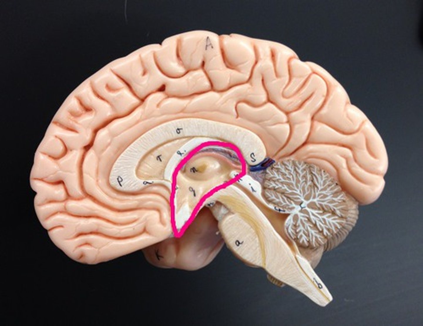 <p>Superior to the brain stem in the center of the brain.</p>