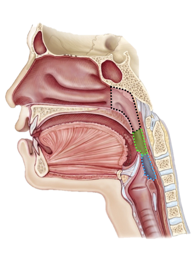 <p>Nasopharynx</p>