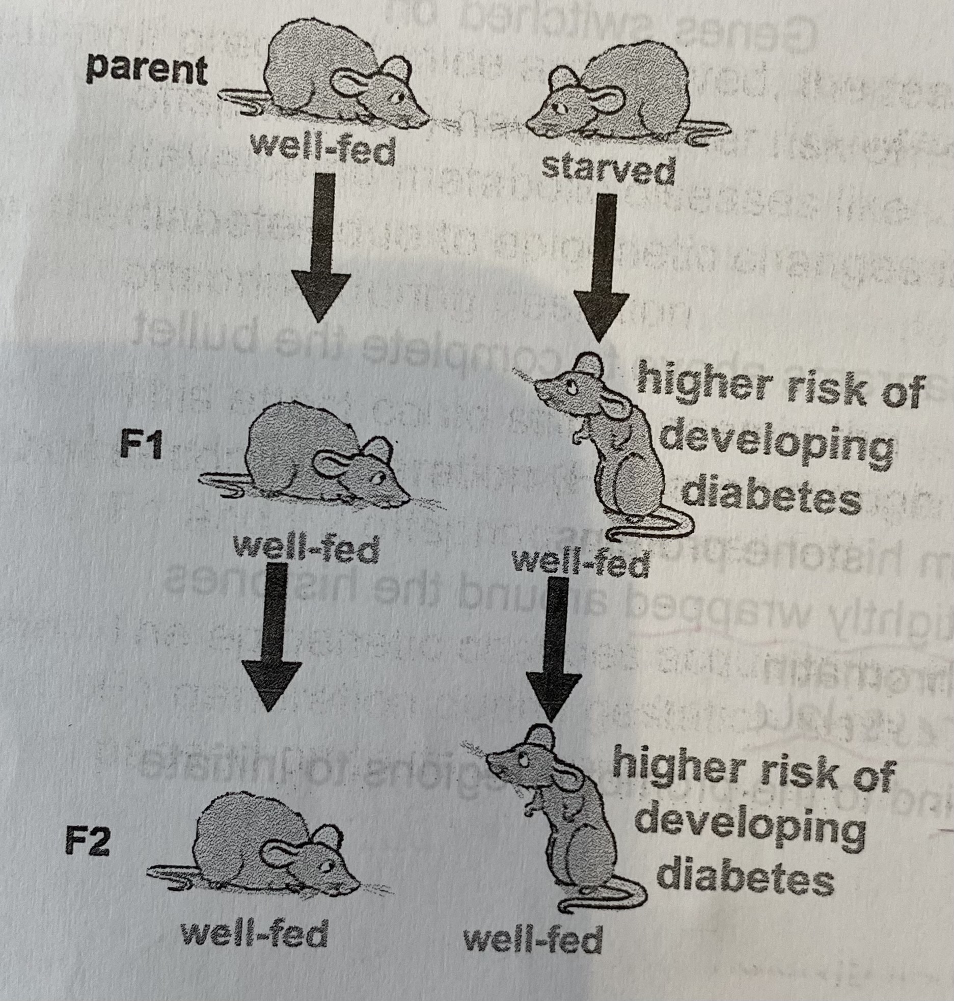 <ul><li><p>If <strong>pregnant mice are starved</strong>, the resulting offspring (F1) have a<strong> higher risk </strong>of developing <strong>metabolic diseases</strong> like diabetes due to epigenetic changes in the offspring during gestation </p></li><li><p>This effect could still be seen in the second generation (F2), even though both F1 and F2 offspring were well-fed</p></li><li><p>The epigenetic <strong>changes acquired</strong> by F1 generation <strong>during gestation</strong> were <strong>passed on</strong> to its offspring</p></li></ul><p></p>