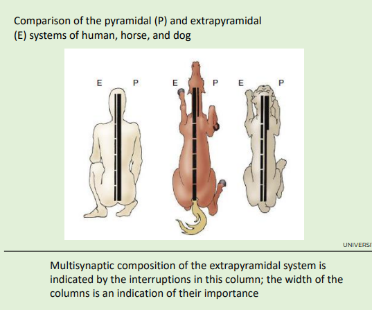 <p>Originates in the cerebral cortex</p><p></p><p>Fine motor skills requiring concentration and conscious thought<strong>primates and carnivores</strong></p><p></p><p>Voluntary skilled movements are mainly dependent on this tract</p><p></p><p>Most elaborate and dexterous voluntary movement</p><p></p><p>Axons pass through the ventral portion of the medulla oblongata in a region characterised by pyramid section, hence named the p<strong>yramidal system</strong></p><p></p><p>pic shows extrapyrimadal is more developed in domestic specieis like horse e.g. rubrospinal tract more important</p>