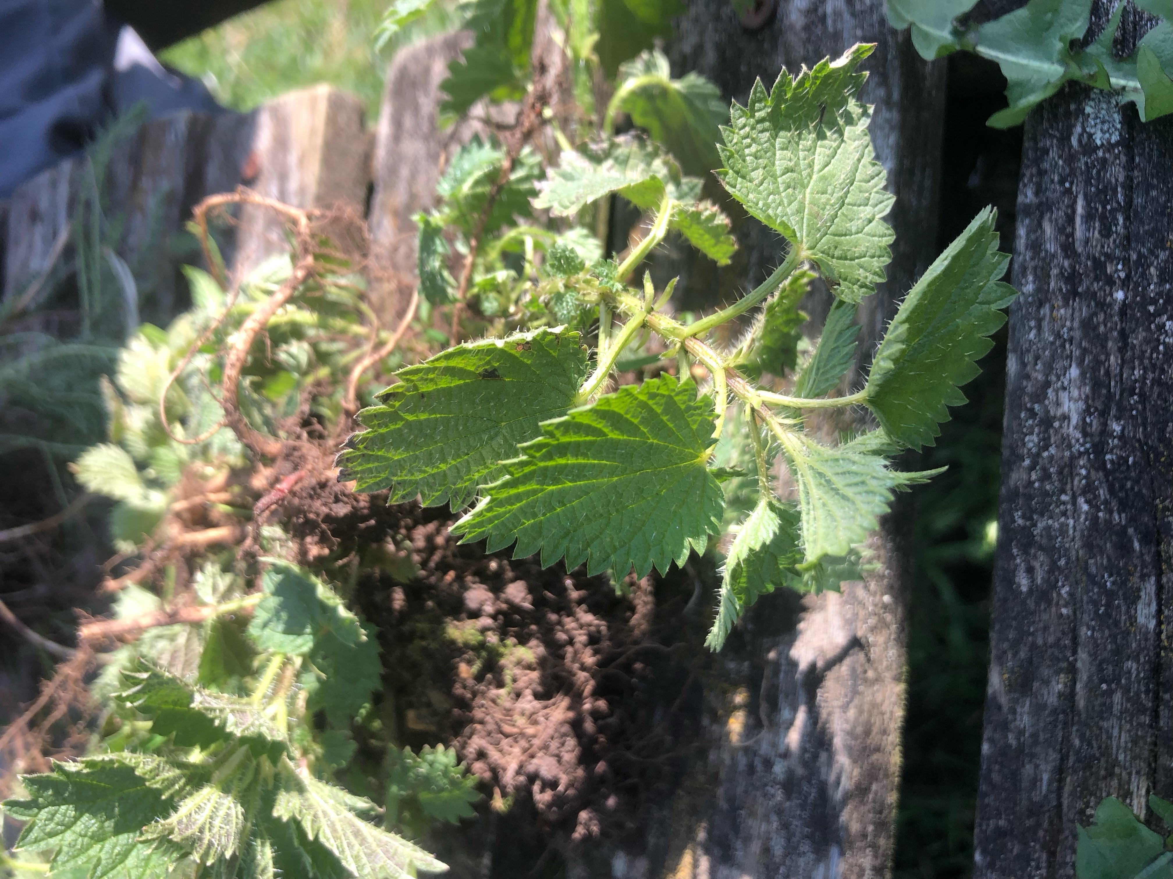 <p>Stinging nettle Latin name</p>