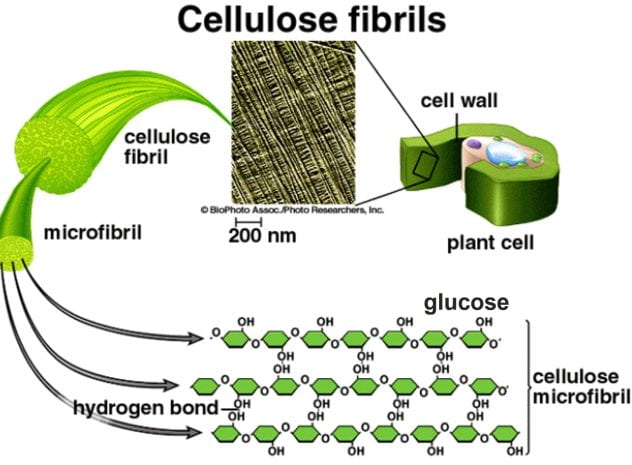 <p>A polysaccharide made from $$\beta$$-glucose subunits that acts as a strengthening material in plant cell walls.</p>
