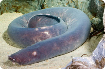 <p>Hagfish </p>