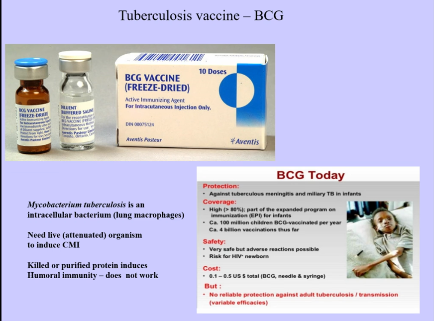 <ul><li><p>cowpox and smallpox have enough cross reactivity between them, mounting immune response to related organism</p></li><li><p>Tuberculosis Vaccine (BCG)</p><ul><li><p>intracellular bacterium</p></li><li><p>use live attenuated vaccine to induce cell-mediated immunity</p></li><li><p>killed/purified protein induces humoral immune response, which is ineffective</p></li><li><p>effective in children, but ineffective in adult</p></li></ul></li></ul><p></p>