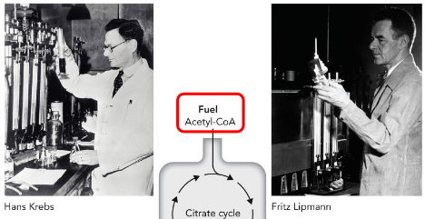<p>Krebs described the cycle in 1937.</p><p>Krebs and Henseleit also discovered urea cycle (urea synthesized by amino acids and ammonia)</p><p>Lipmann discovered role of acetyl-CoA in metabolism (early 1940s)</p><p>Krebs and Lipmann share 1953 Nobel Prize in Physiology.</p>