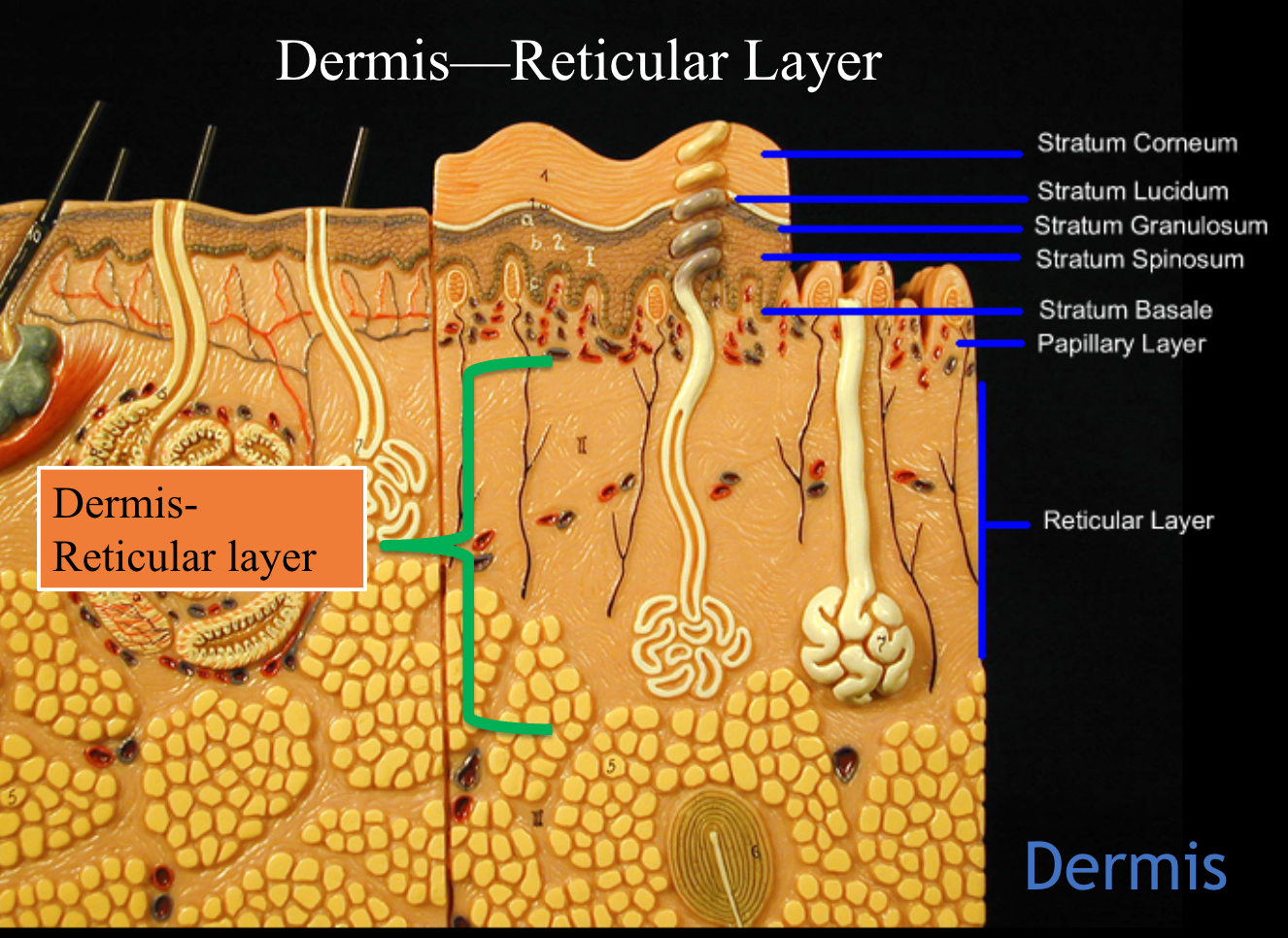 <ul><li><p>Dense irregular connective tissue</p></li><li><p>Collagen fibers</p></li><li><p>Elastin fibers</p></li><li><p>Pacinian (Lamellated) corpuscles</p></li></ul><p></p>