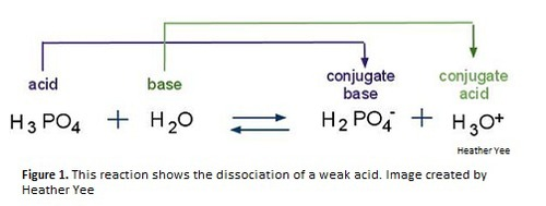 <p>Each acid is linked to a conjugate base on the other side of the equation<br><br>Base + H⁺ ⇌ Conjugate <strong>acid</strong></p>