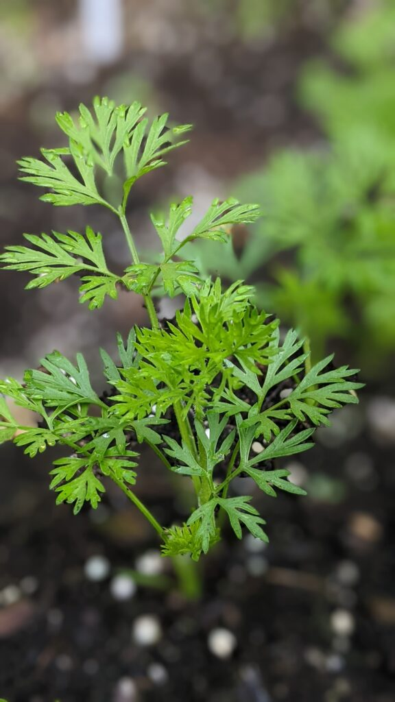 <p>Plant Scientific (Latin) Name</p>
