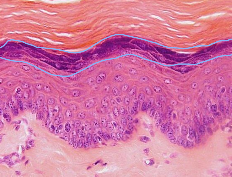 <p>What layer is circled here?</p>