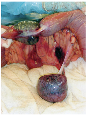 <p>Small intestinal Colic:C.S</p>