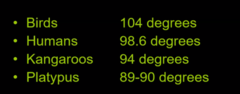 <p>True, for example, birds have a regular temperature of 104</p>