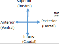 <p>superior (rostral), posterior (dorsal), inferior (caudal), anterior (ventral)</p>