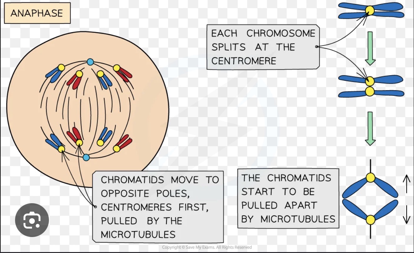 <p>Anaphase — sister chromatids are pulled apart as spindle fibres shorten, moving one chromatid from each chromosome to opposite poles of the cell. Each pole now has a complete set of chromosomes. </p>