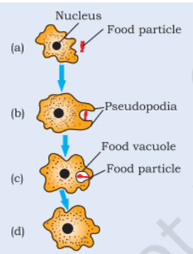 <p>Nutrition in Amoeba (mid question)</p>