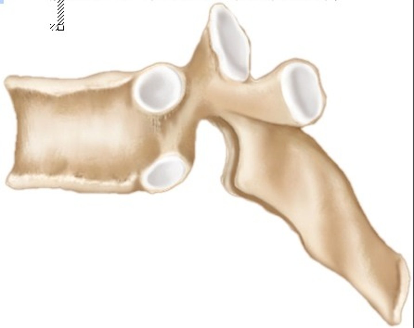 <p>Ex: Vertebra</p>