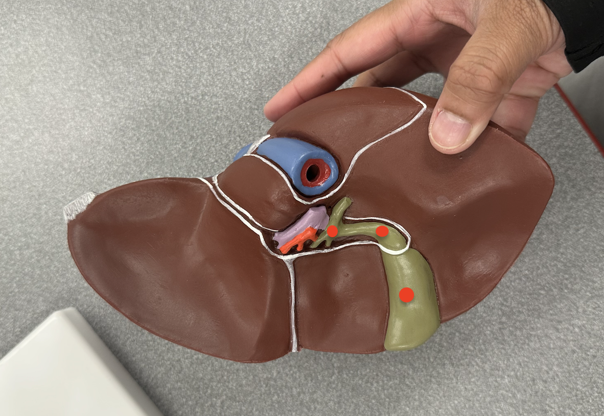 <p>Identify organ</p>