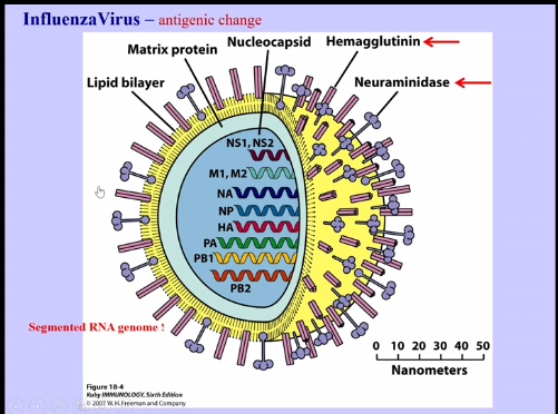 <p>Influenza Virus (flu)</p>