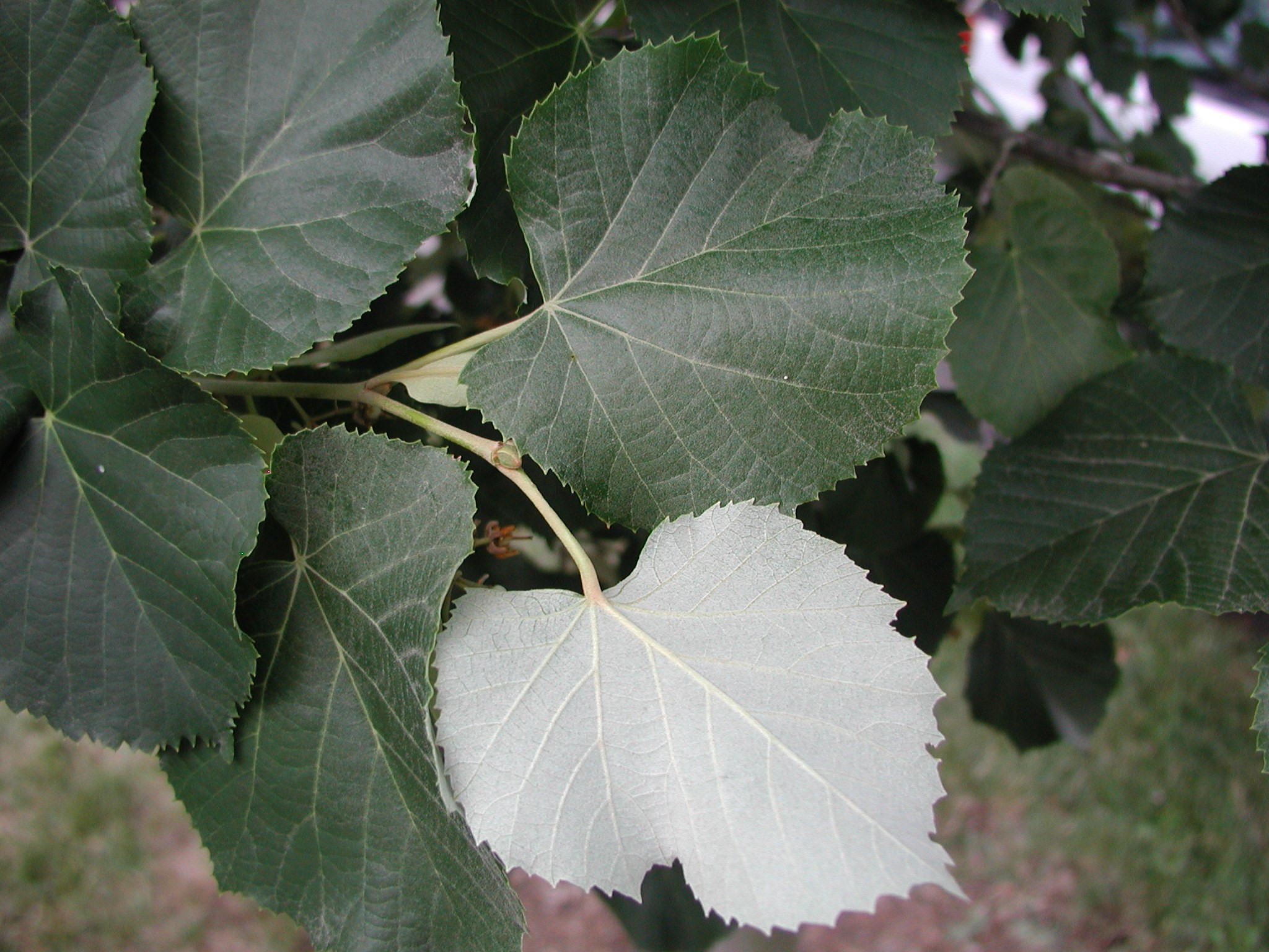 <p>Tilia tomentosa</p>