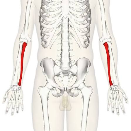 <p>medial lower/distal arm bone</p>
