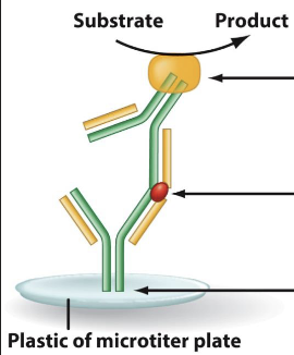 <p>What does ELISA do? (enzyme-linked immunosorbent assay)</p>