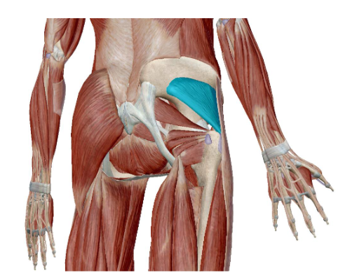 <p>what muscle is this</p>