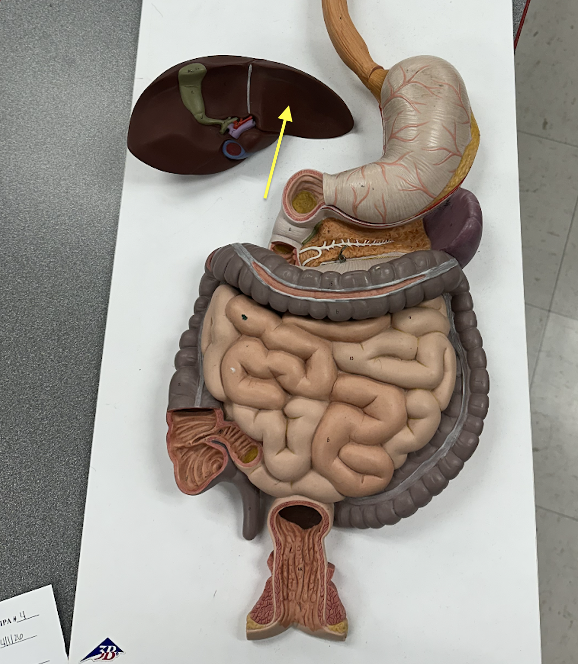 <p>Identify the organ</p>