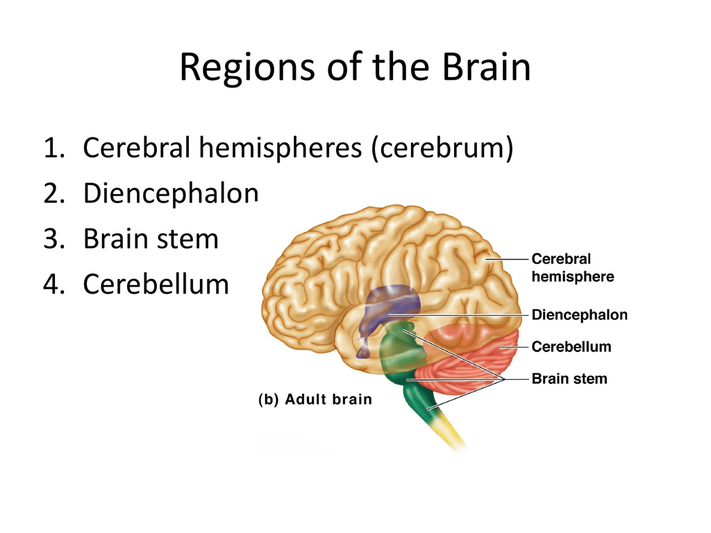 <p>Can you identify and locate the major divisions of the brain </p>