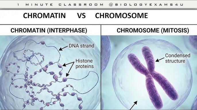 <p>Chromatin vs. Chromosomes</p>
