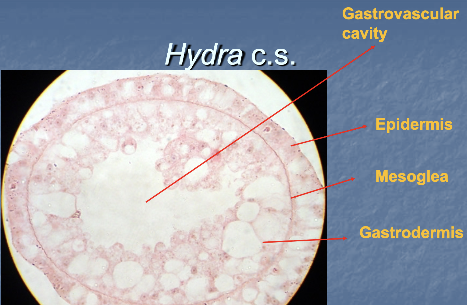 <p>(Also can feature Hydra with bud)</p>