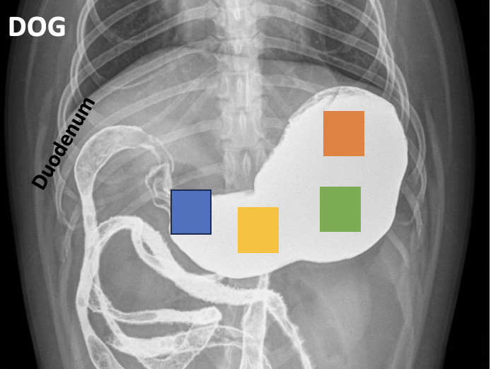 <p>What part of the stomach contains the green square?</p>