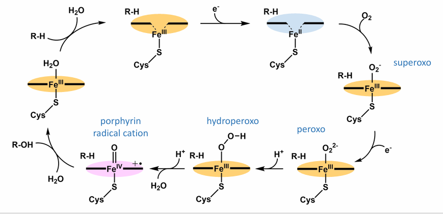 <p>Superoxide <strong>(O2^–.)</strong> and Peroxide <strong>(H2O2)</strong> are produced when O2 is used as an oxidant</p>