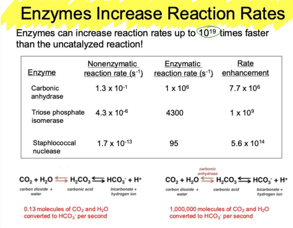 <p>can increase up to 10^19 times faster than the uncataluzed reaction</p>