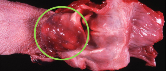 <p>Image of the oropharynx region in a dog. What is circled?</p>