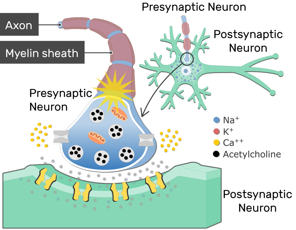 <p>Acetylcholine is metabolized in the _____ on</p><p>the target cell membrane by ________, thereby terminating the signal</p>