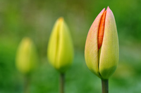 <p>Bud</p>