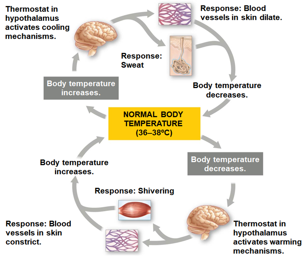 <p>Controls thermoregulation to trigger heat loss/generating mechanisms</p><ul><li><p>Fever</p></li></ul><p></p>