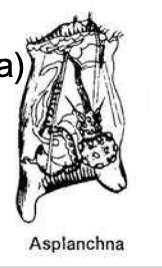 <p><strong>FILO </strong>Rotífera<br><strong>CLASE </strong>Eurotatoria<br><strong>SUBCLASE </strong>Monogononta<br><strong>FAMILIA </strong>Asplanchnidae<br><strong>GÉNERO<em><u> </u></em></strong><em><u>Asplanchna</u></em><br><strong>CARACTERÍSTICAS </strong>Cuerpo transparente, sin Loriga.</p>