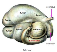 <p>-3 non-glandular forestomachs (proventriculus) = rumen, reticulum, omasum</p><p>-1 glandular = abomasum (true stomach)</p>